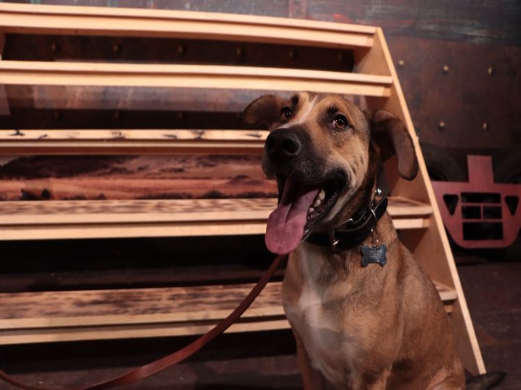 Mante, el perrito que nos robó el corazón tras su debut en El último vagón