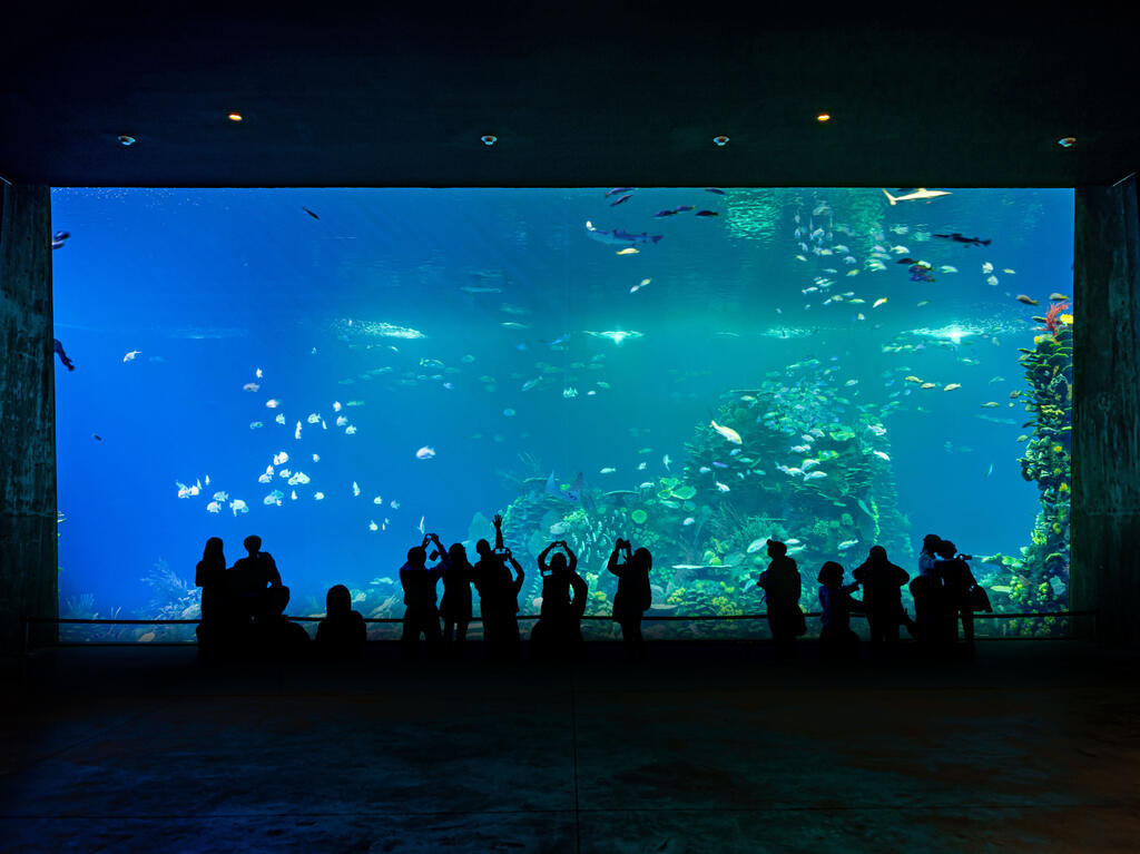 El Gran Acuario Mazatlán, el acuario más grande de México y América Latina.