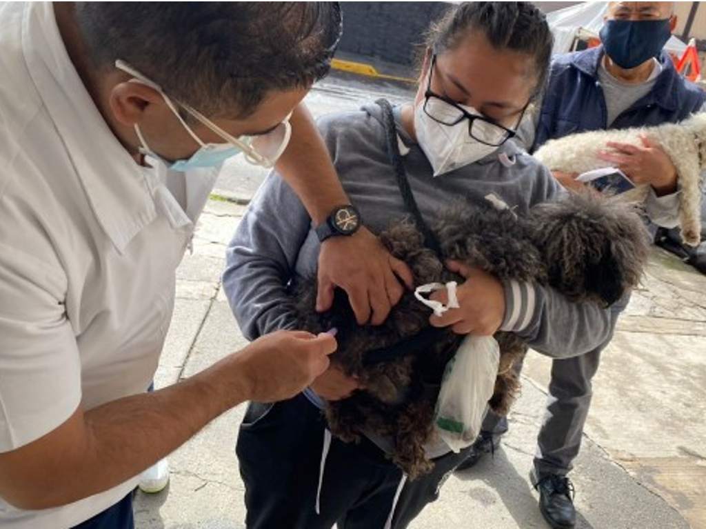 jornada de vacunación de mascotas en la unam