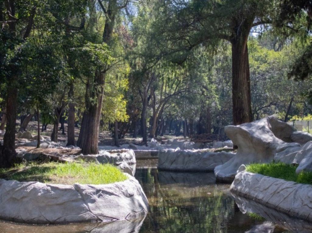 Reabren Las Tazas de Chapultepec después de 40 años