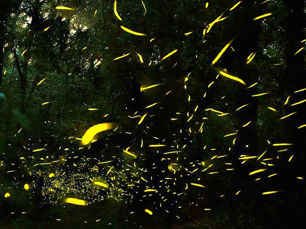 Se registran luciérnagas en el Bosque de Chapultepec