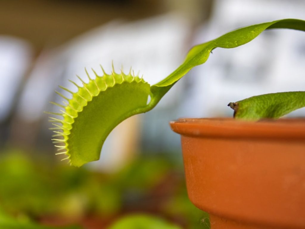 planta carnívora 