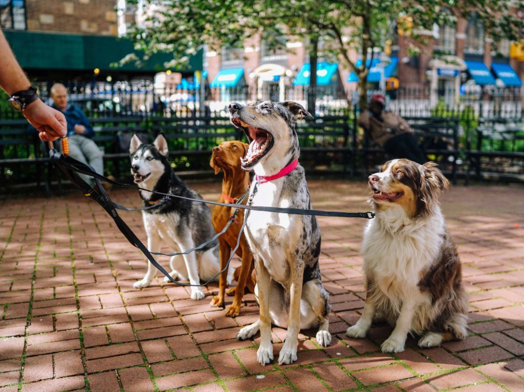 perro-multa-paseando-correas