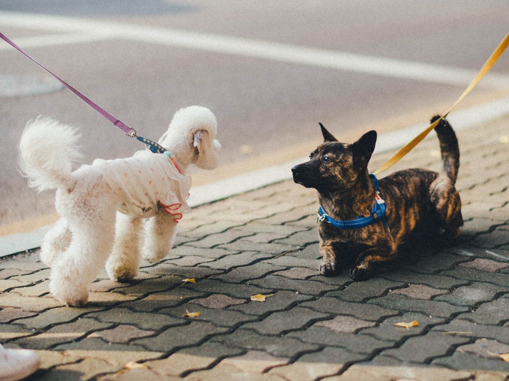 perro-multa-paseando-destacada