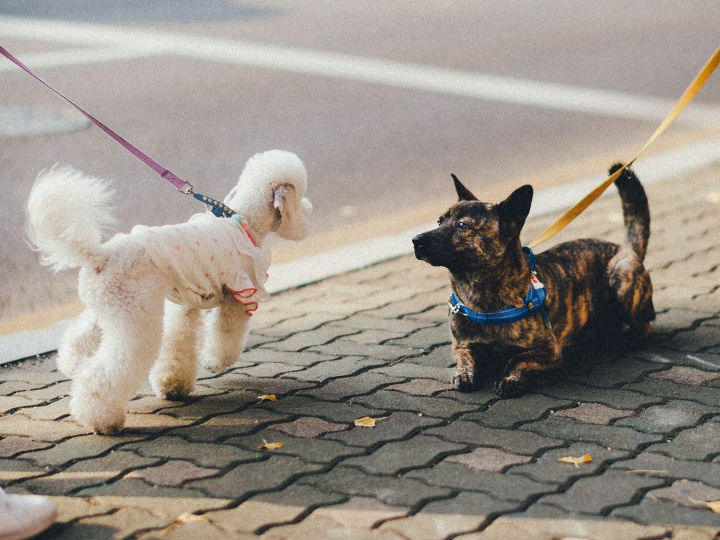 ¡Cuidado! Multas para tu perro si tiene mal olor o plagas