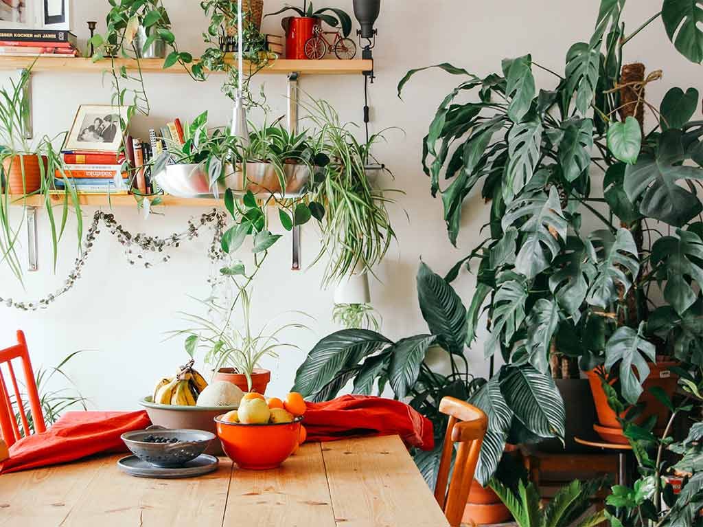 Plantas que te ayudaran a refrescar tu casa