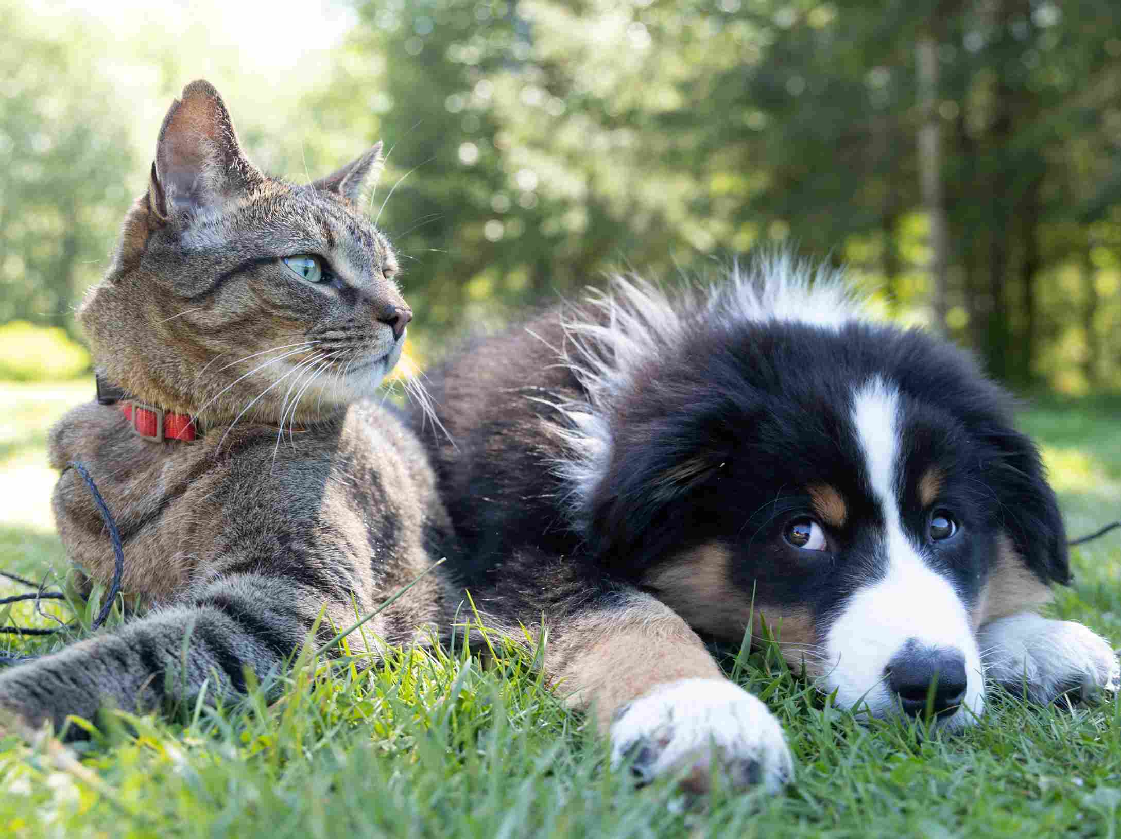 Tlalpan celebrará su primer Animal Fest ¡habrá actividades y servicios!