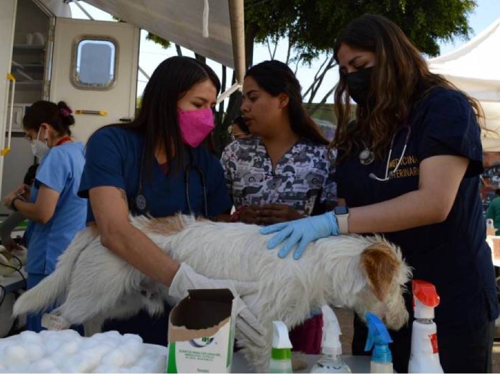 Jornada de vacunación gratis de mascotas CU