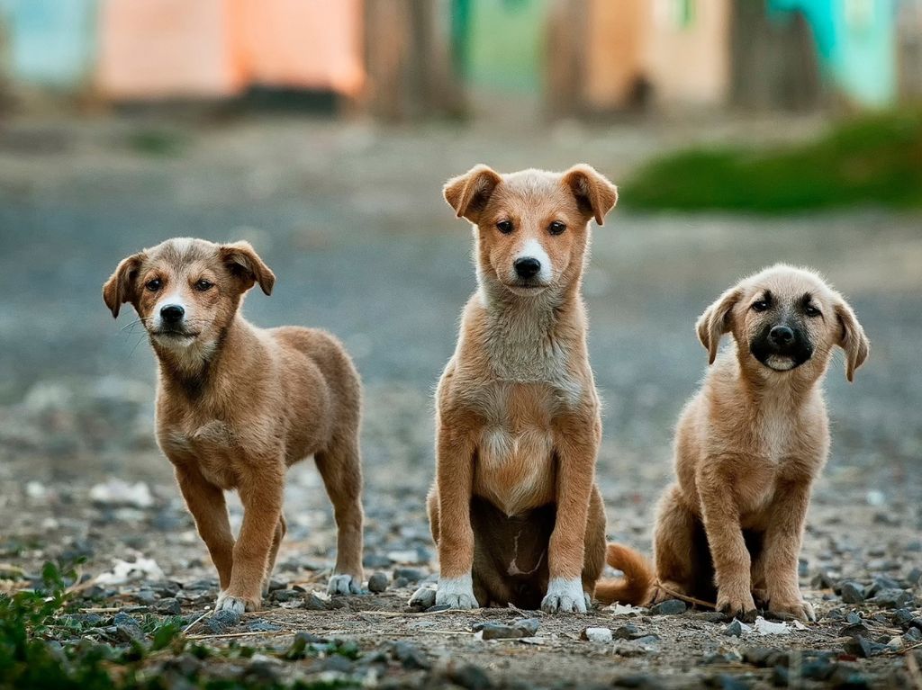 5-consejos-perritos-en-calle