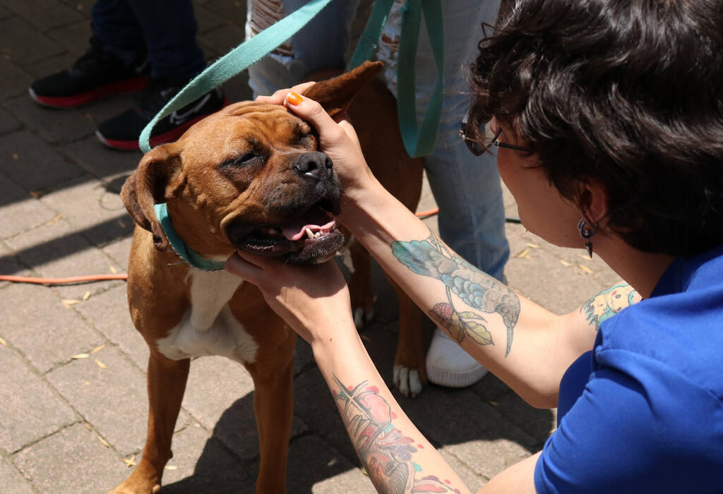 Agatan celebrará el Día Mundial del Perro con un evento en el Bosque de Chapultepec