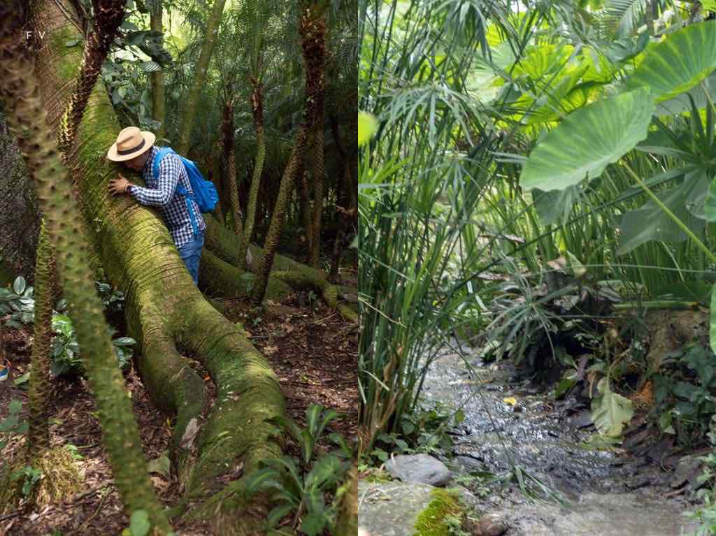 senderismo en la selva chiapaneca