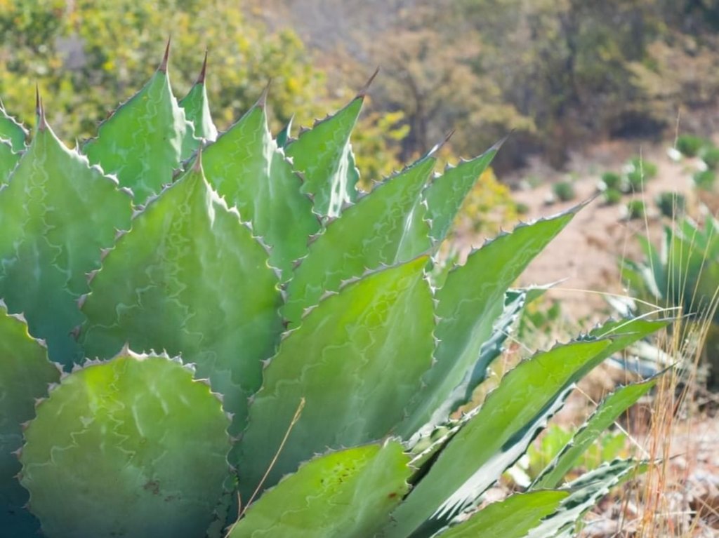 Agave