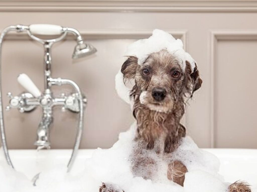 baño de perros