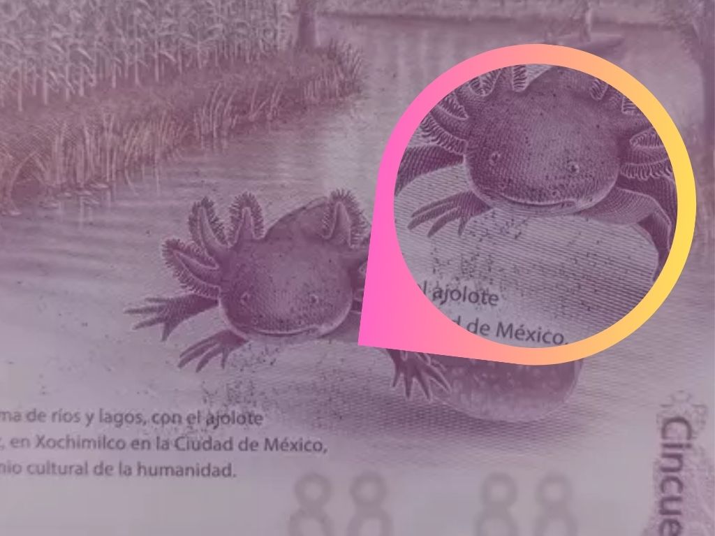 cuál es el valor del billete de ajolote