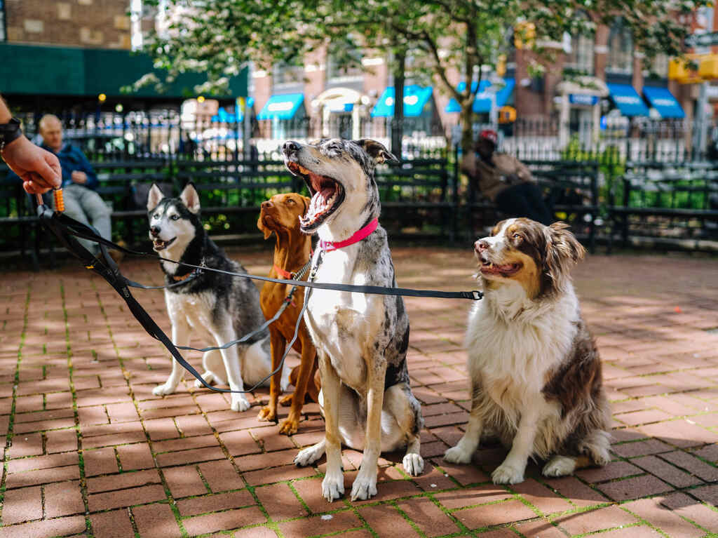 Can Fest: Día Mundial del Perro