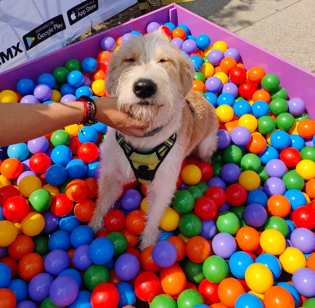 Can Fest celebrará el Día Mundial del Perro con evento gratuito en CDMX 1