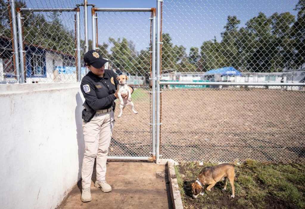 Ciudad de los Perros y Gatos, un nuevo espacio de cuidado y adopción en CDMX 1