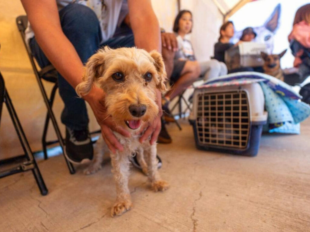 Nueva Clínica Veterinaria Milpa Alta