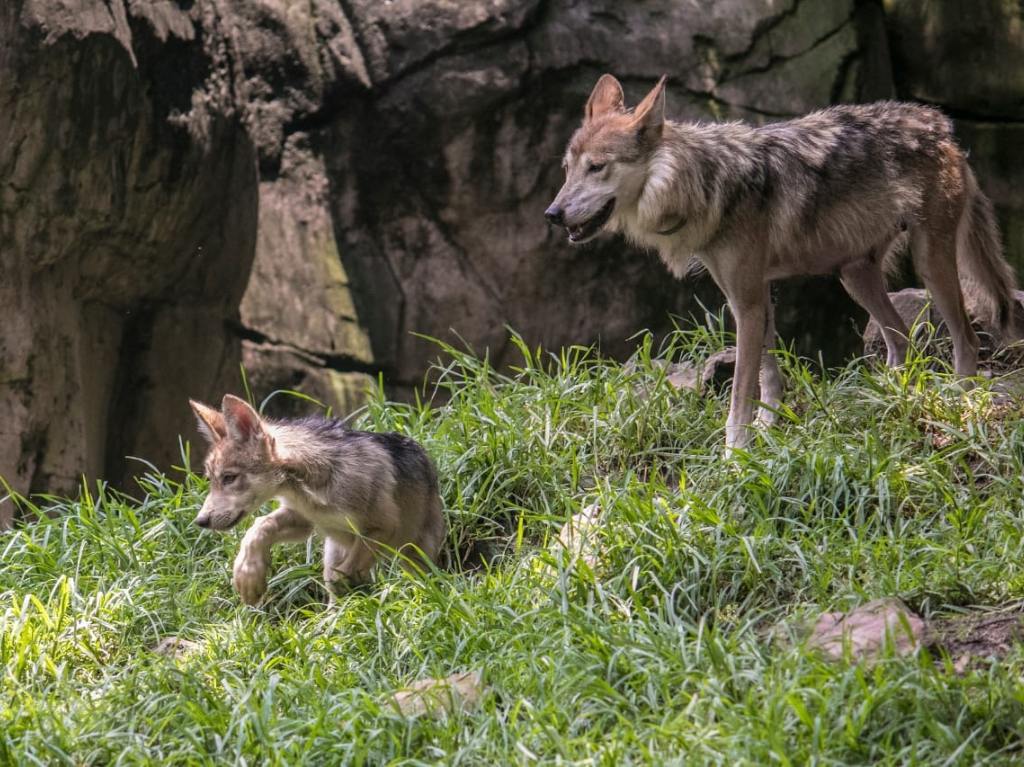 Desfile temático de animales del Zoológico de Chapultepec