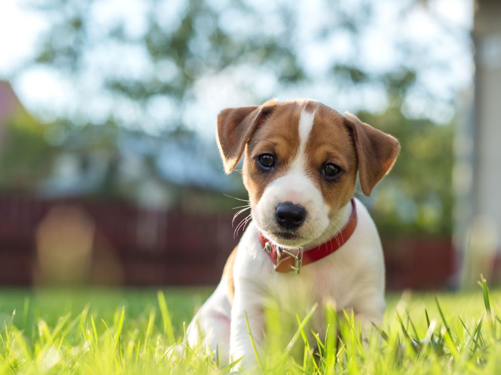 desparasitación caninca