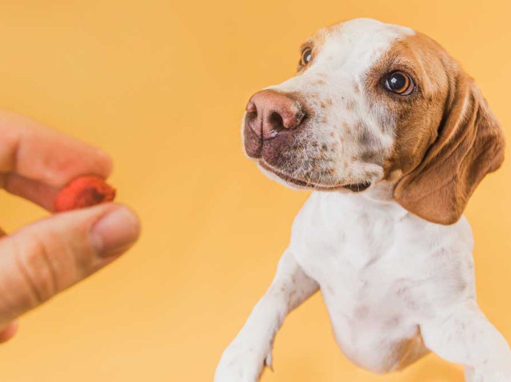 desparasitación perros