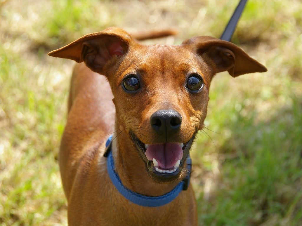 Día Mundial del Perro: ¿Cuándo debo bañar y desparasitar a mi mascota?