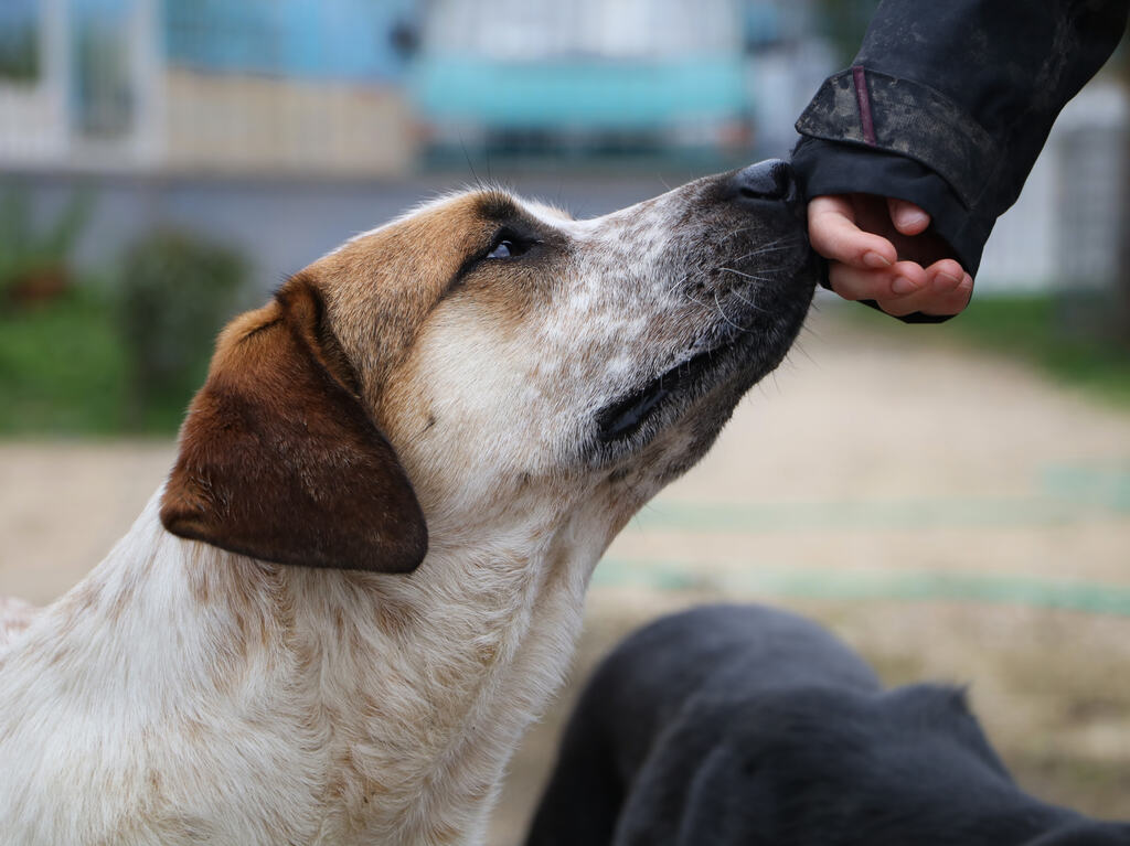 Día Internacional del Perro Callejero en Iztapalapa: adopción, atención médica y más