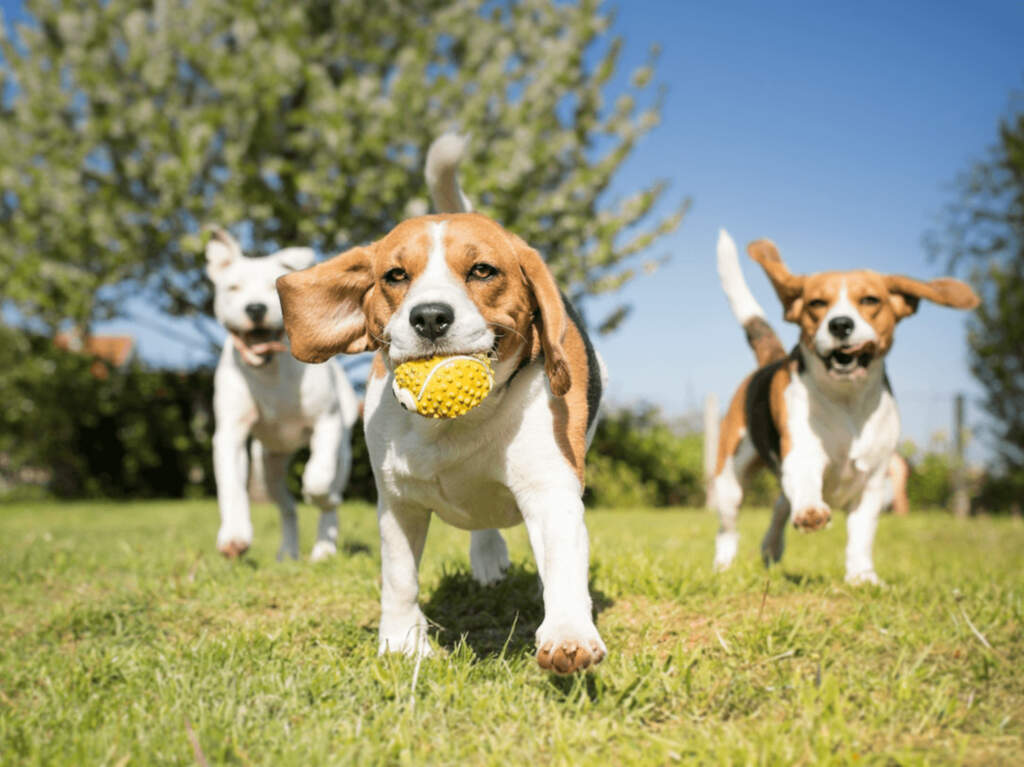 Doggy Fest llega a Plaza Satélite: un evento divertido para tu lomito