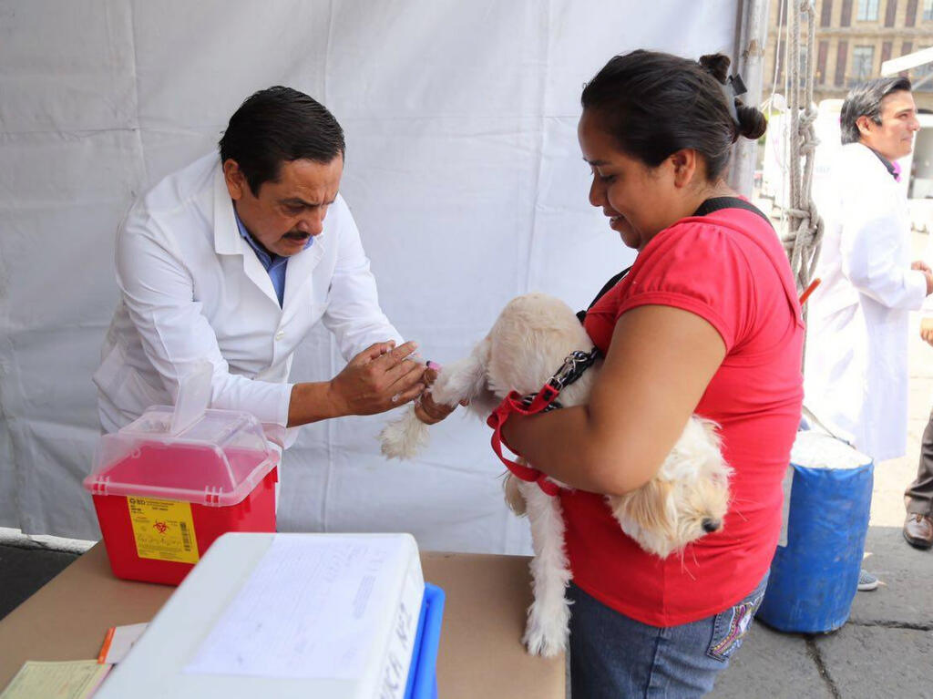 Lánzate con tu mascota a la Feria de Salud Animal, en Coyoacán