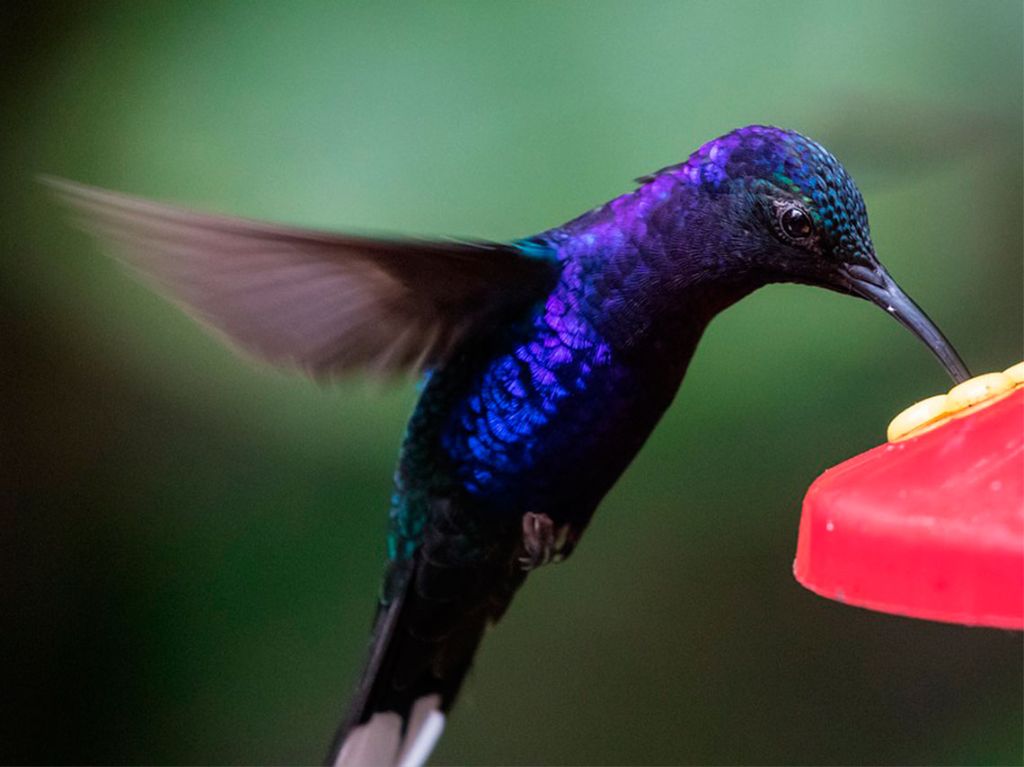 Bebedero de Colibrí 