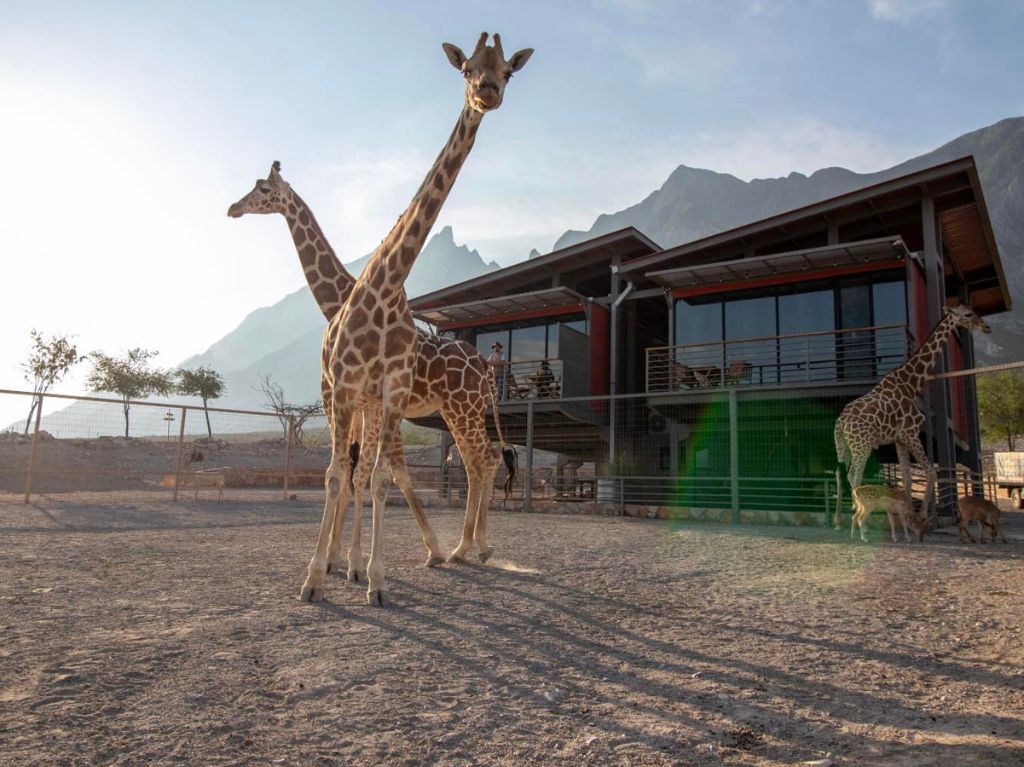 Hotel Xhant, una experiencia única con jirafas en Nuevo León