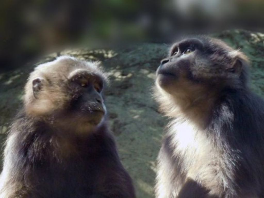 Pareja de Macacos de Tonkeana en el Zoológico