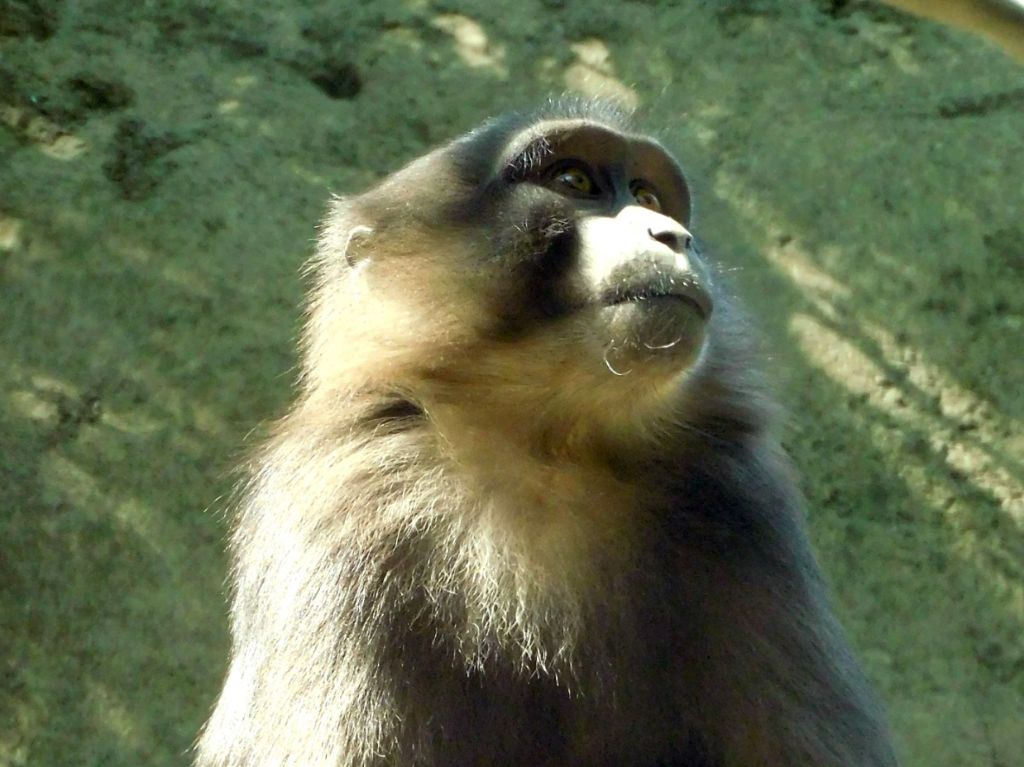 Macacos en el Zoológico de Chapultepec