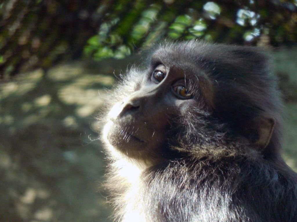 Macacos de Tonkeana