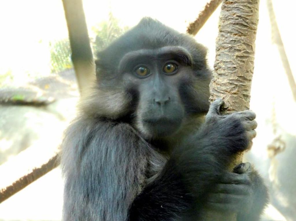 Zoológico de Chapultepec