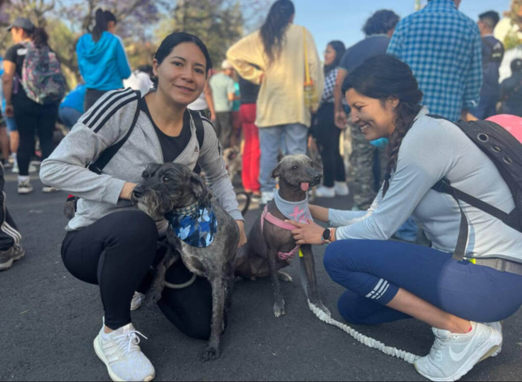 Avísale a tu lomito: Coyoacán celebrará su segundo Maratón Canino 2023 1