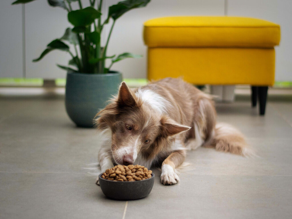 Profeco: ¿Cuáles son las peores marcas de croquetas para perro?