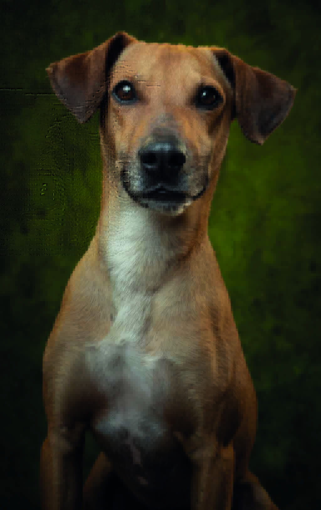 perros-invisibles-1