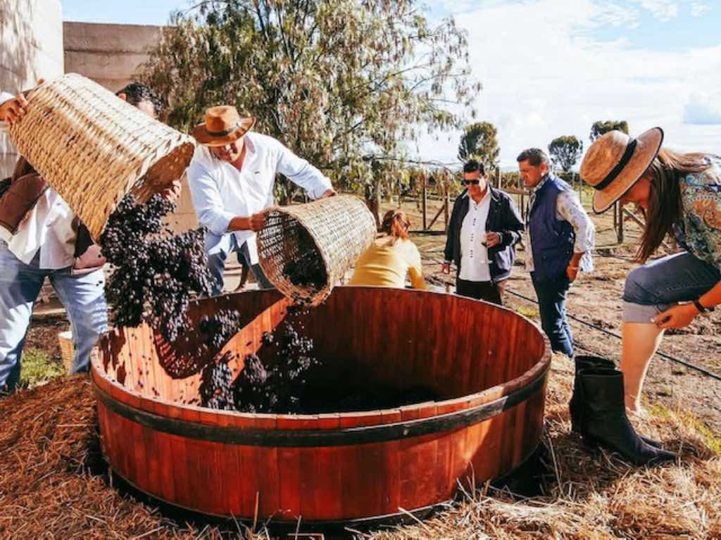 Viñedos Cuna de Tierra