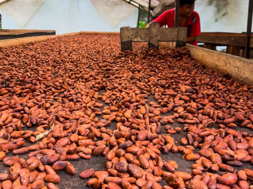 Festival Cacao Para Todos 2023