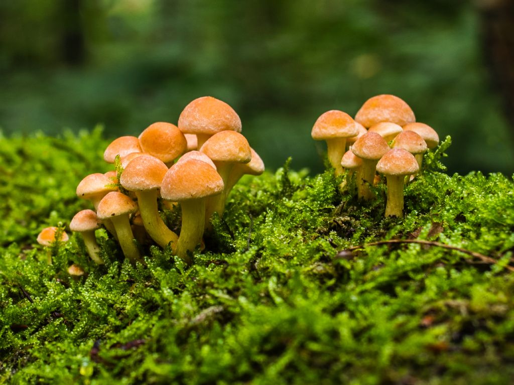 Descubre “Camino Fungi” CDMX