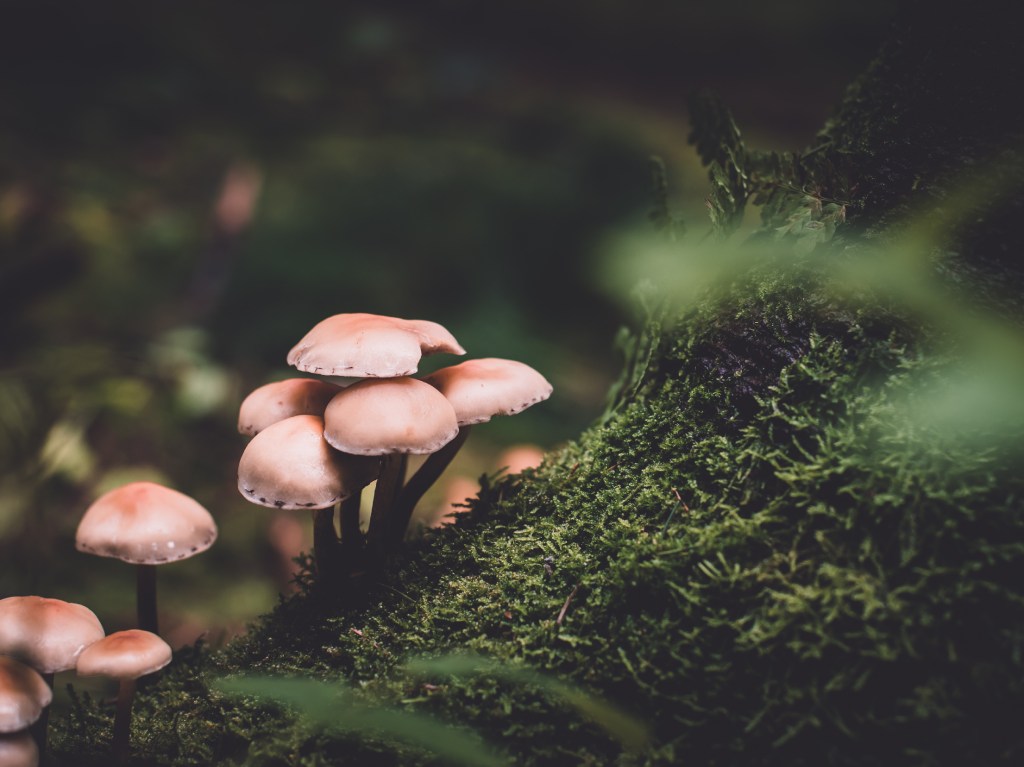 Descubre “Camino Fungi” un recorrido por el Bosque de Chapultepec 