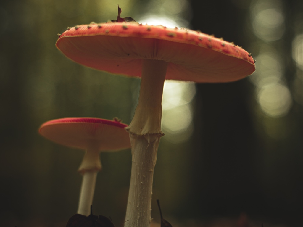 Descubre "Camino Fungi"