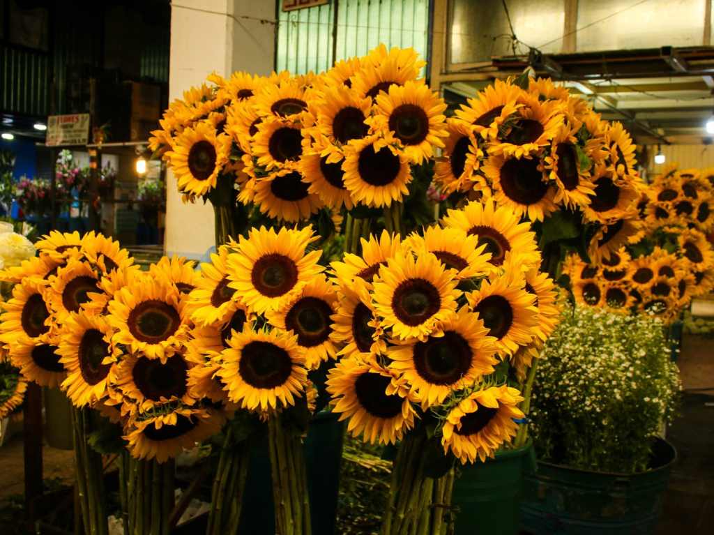 Girasoles