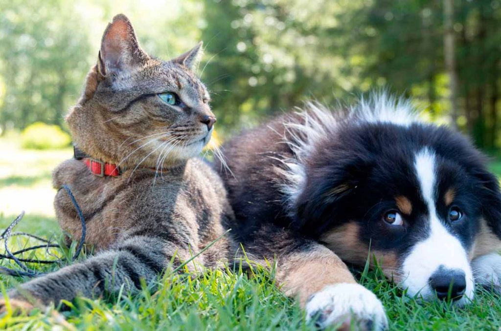 Mascota Segura, nuevo seguro para tus peludos