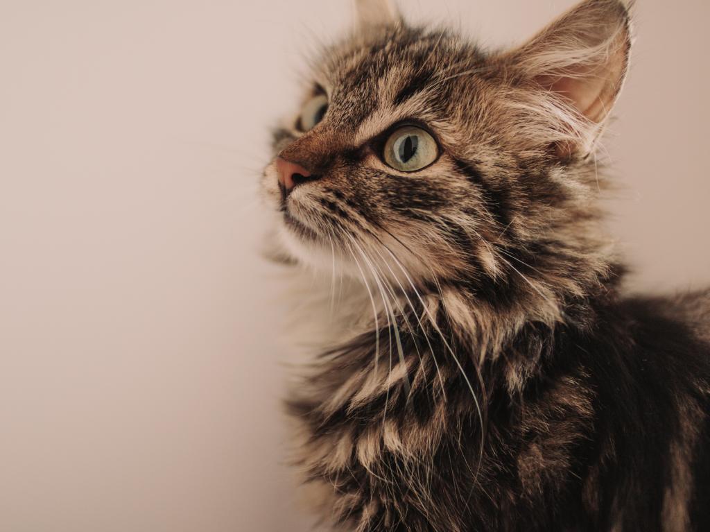 ¿Quieres adoptar un gato? Lánzate al Miau Fest 2023 en el Huerto Roma Verde