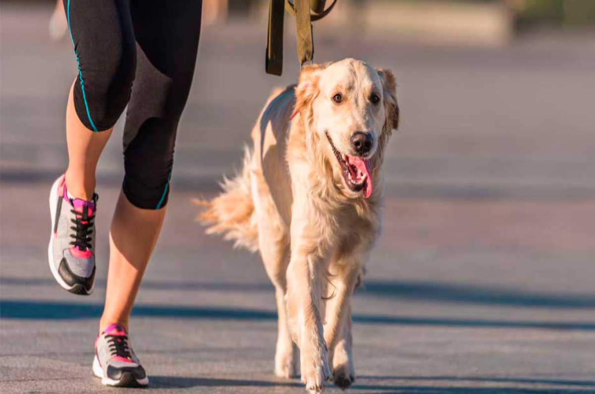 ¡Hay clases de entrenamiento canino GRATIS en la Cuauhtémoc!