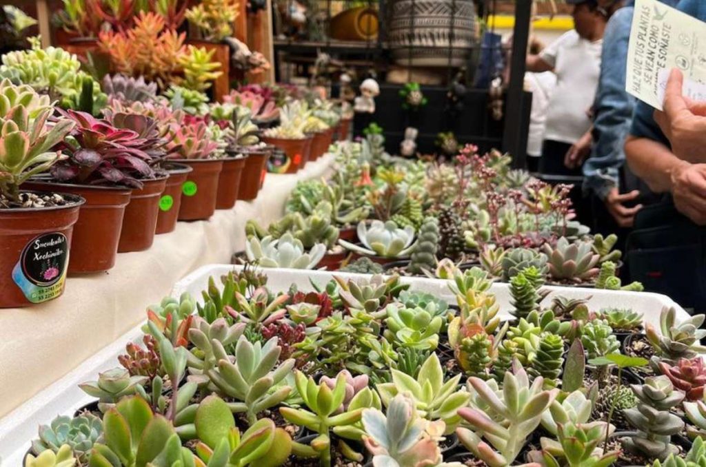 Plant Fest vuelve en octubre 2023 ¡Es gratis y hay plantitas desde $25!