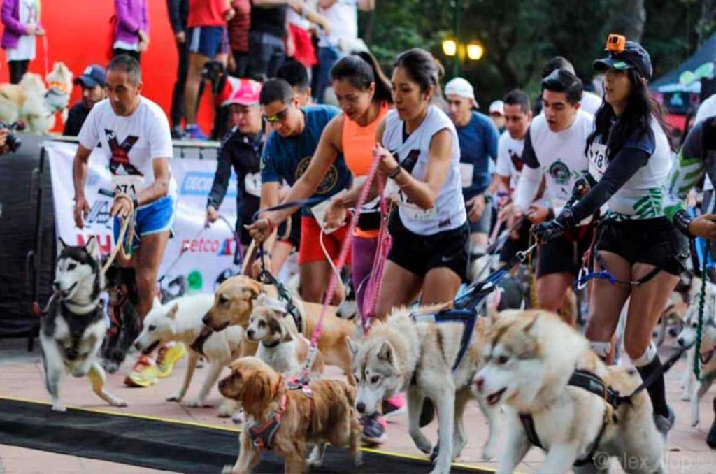 regresa perritos en fuga, la carrera