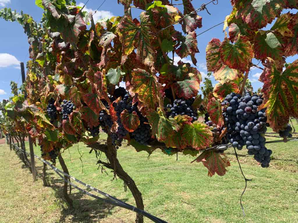 Viñedo Cuna de Tierra